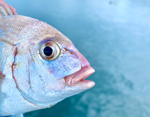 チャリコの釣果