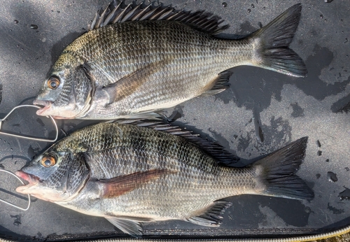 チヌの釣果