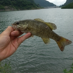 スモールマウスバス