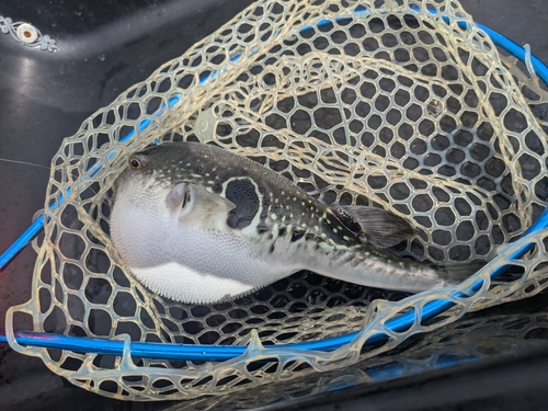 トラフグの釣果