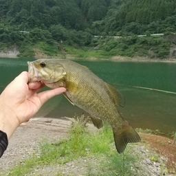 スモールマウスバス