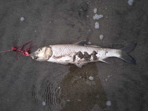 ニゴイの釣果