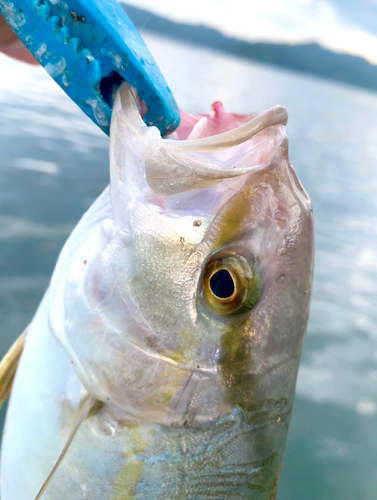 ショゴの釣果