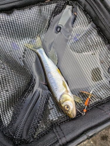 カワムツの釣果