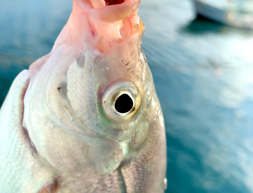 タナゴの釣果