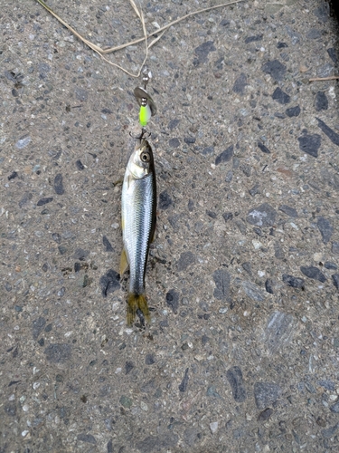 カワムツの釣果