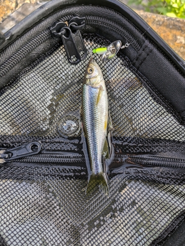 カワムツの釣果