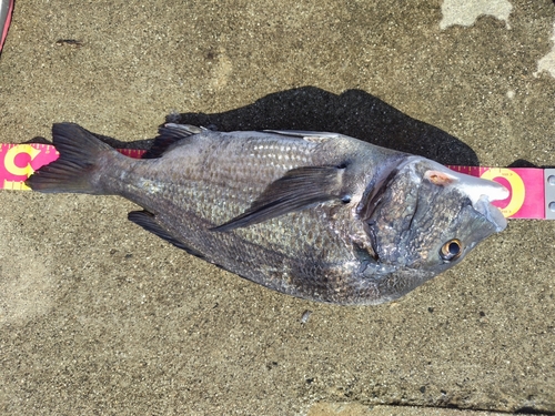 チヌの釣果