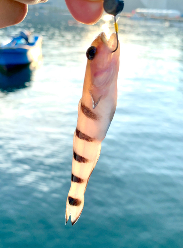 リュウグウハゼの釣果