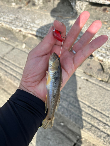 マハゼの釣果