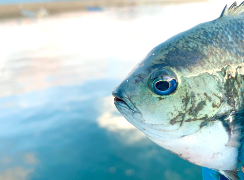 メジナの釣果