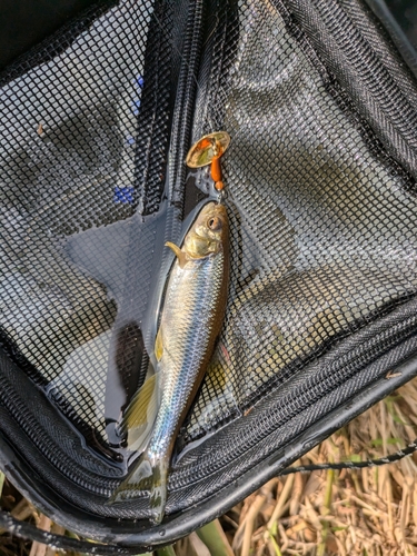 カワムツの釣果