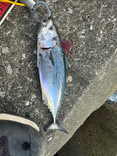 ソウダガツオの釣果