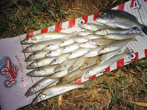 キスの釣果