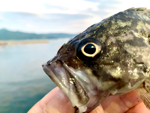 クロソイの釣果