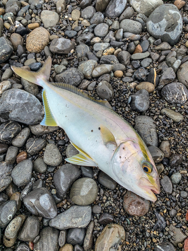 ショゴの釣果