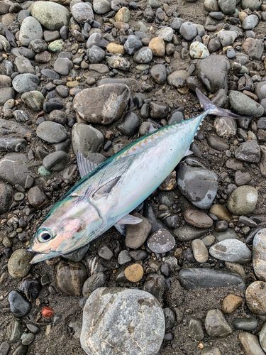 ソウダガツオの釣果