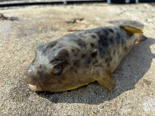 フグの釣果