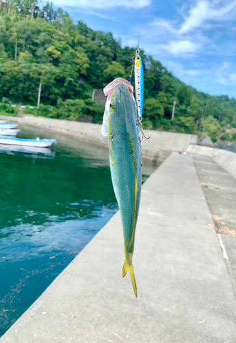 ヒラマサの釣果