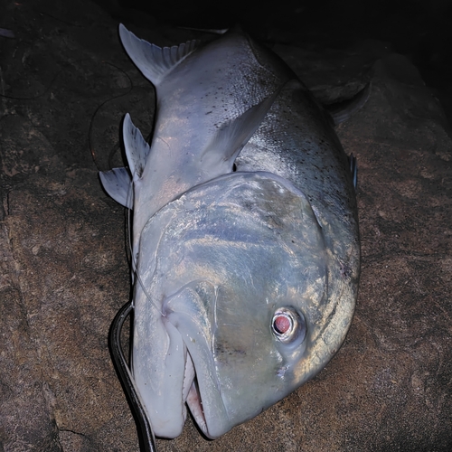 ロウニンアジの釣果