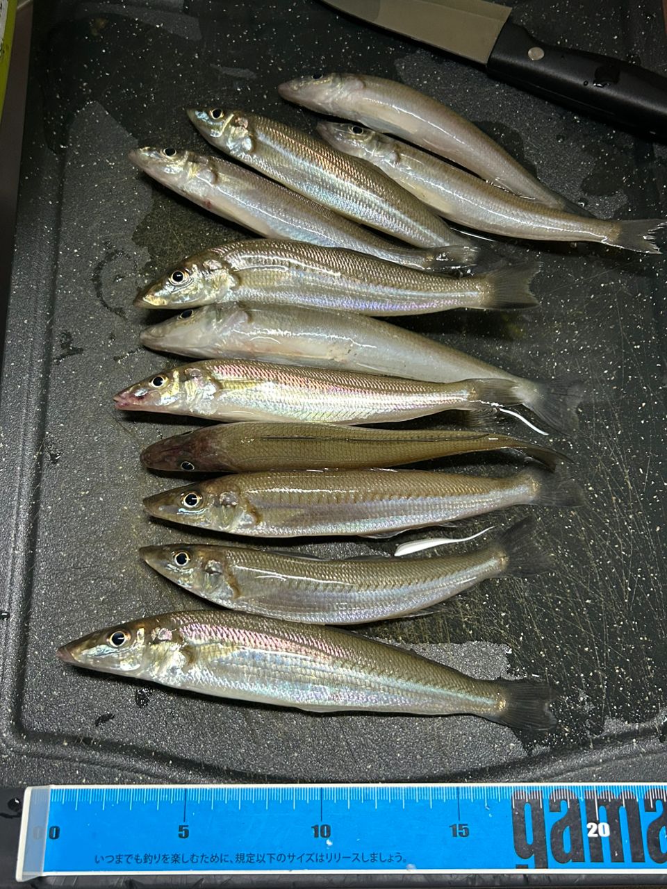 きンちゃンさんの釣果 3枚目の画像