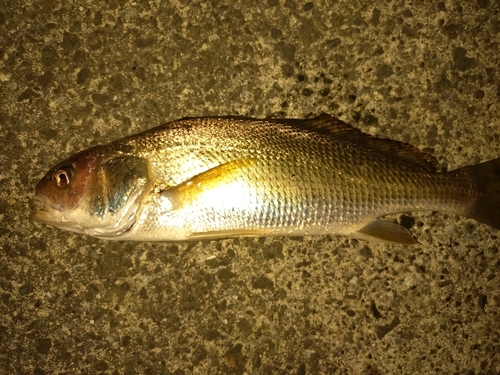 イシモチの釣果