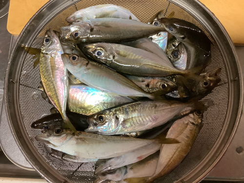 アジの釣果