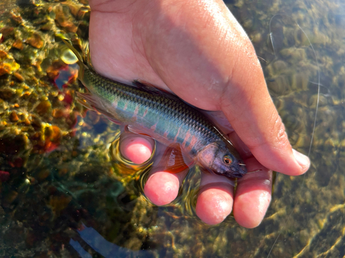 オイカワの釣果