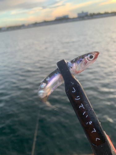 カタクチイワシの釣果