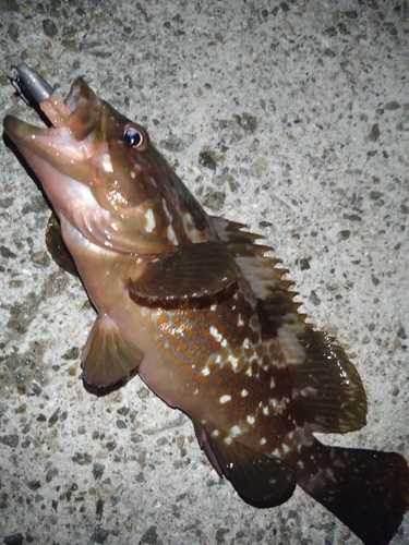 アコウの釣果