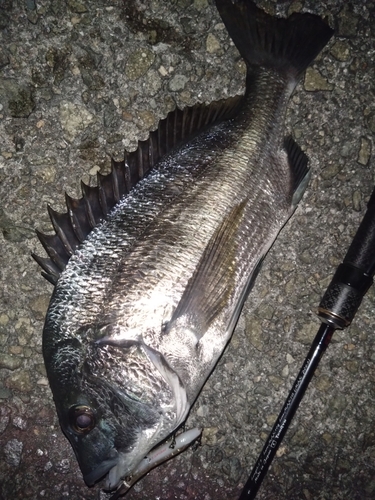 チヌの釣果