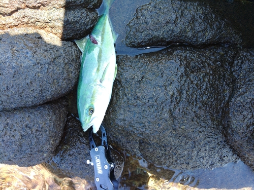 ヤズの釣果