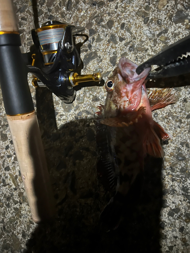 アラカブの釣果