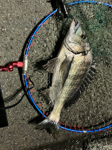 クロダイの釣果