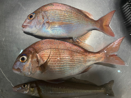 マダイの釣果