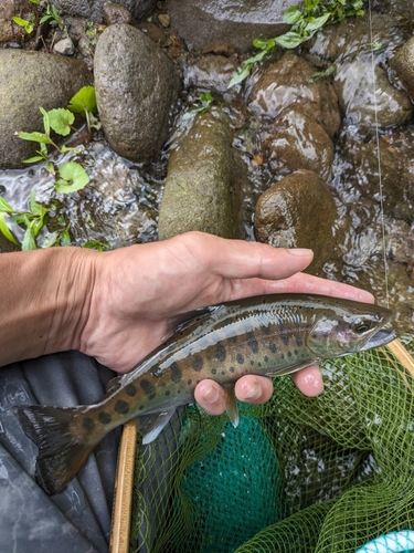 ヤマメの釣果