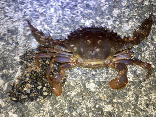 ワタリガニの釣果