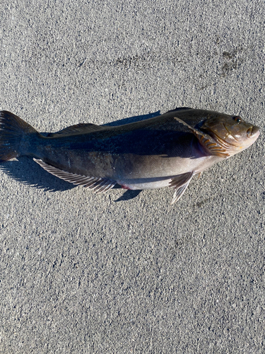 アイナメの釣果