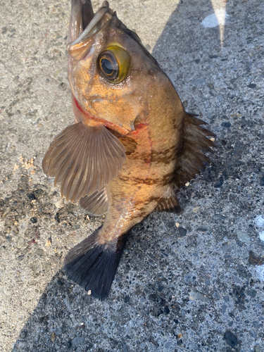 メバルの釣果