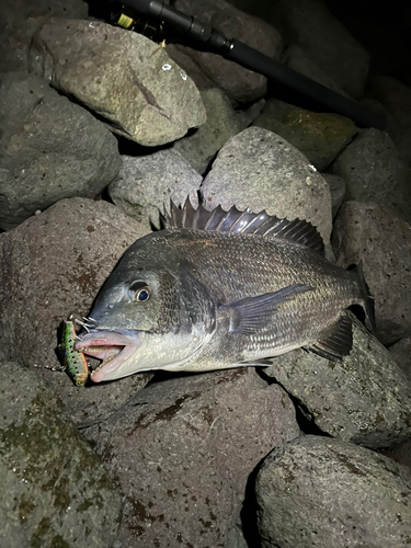 クロダイの釣果