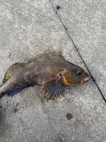 アイナメの釣果