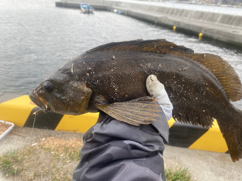 アイナメの釣果