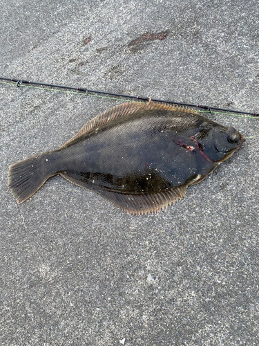 カレイの釣果