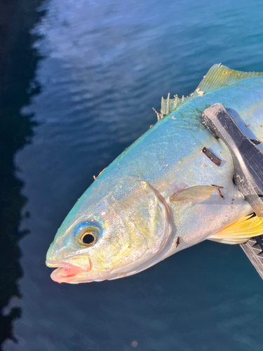 ツバスの釣果