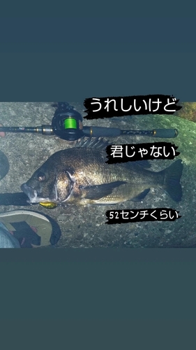 チヌの釣果