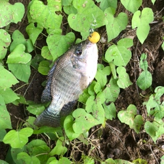 ナイルティラピアの釣果