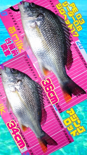 キチヌの釣果