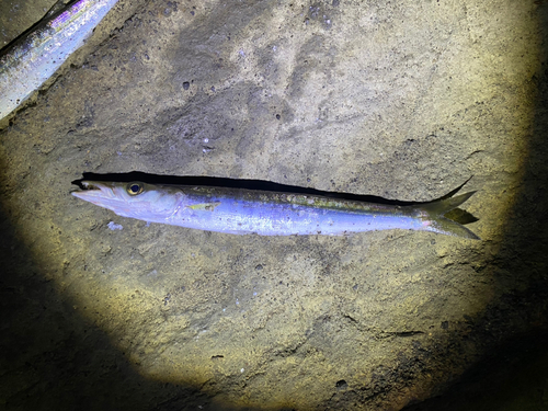 カマスの釣果