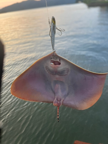 ツバクロエイの釣果