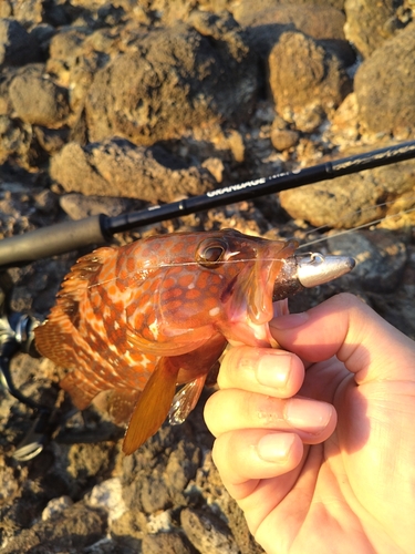 アコウの釣果